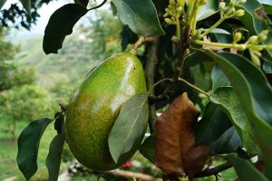 HOW TO: Avocado-Pflanze aus einem Kern ziehen